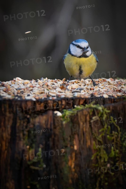 Blue tit (Parus caeruleus) with a sunflower seed in its beak sitting on a tree trunk at a feeding site, Baden-Württemberg, Germany
