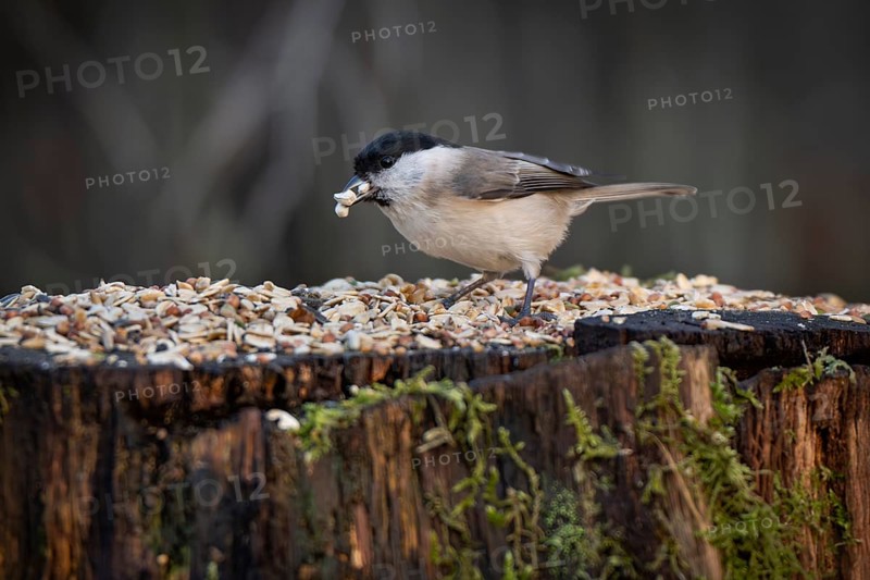 Willow Tit (Parus montanus) at a feeding site with sunflower seeds in its beak, Baden-Württemberg, Germany