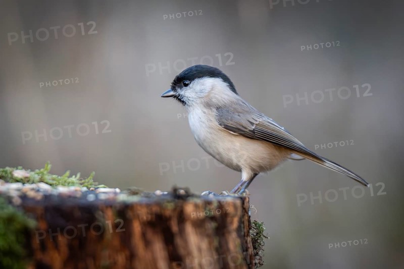 Willow Tit (Parus montanus) sitting on a tree trunk, Baden-Württemberg, Germany
