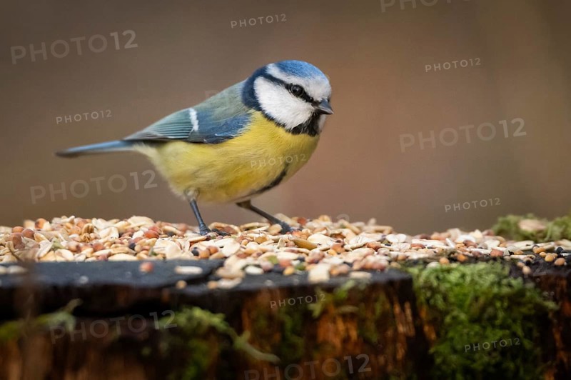 Blue tit (Parus caeruleus) at a feeding site, Baden-Württemberg, Germany