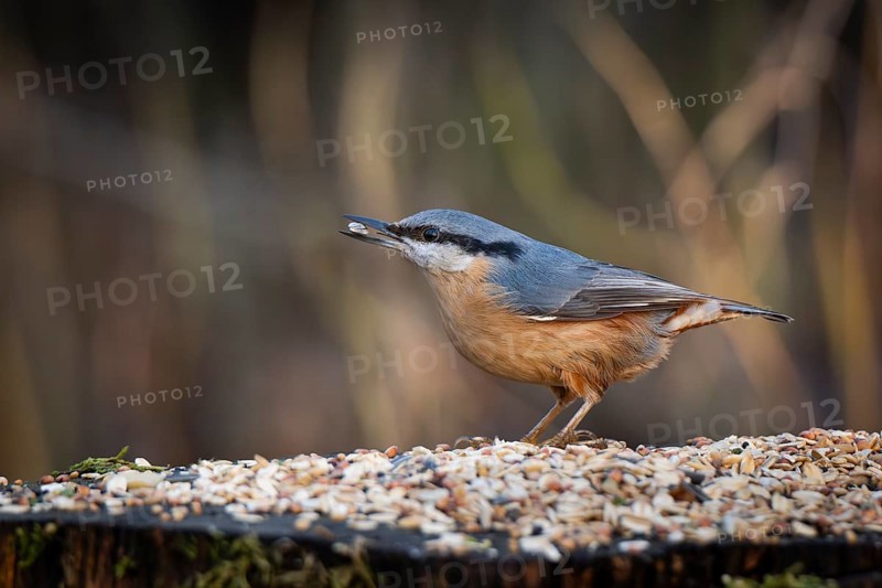 Nuthatch (Sitta europaea) at a feeding site with a sunflower seed in its beak, Baden-Württemberg, Germany