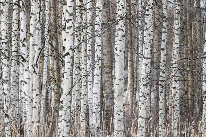 Tight standing, white-black trunks, birch forest in winter, Finland