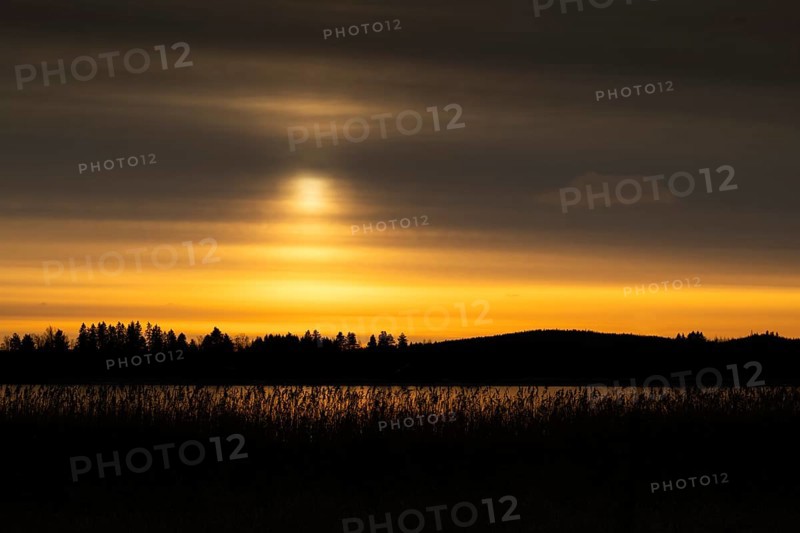 A calm lake at sunset with a yellowish cloudy sky and silhouettes of trees and reeds, Finland