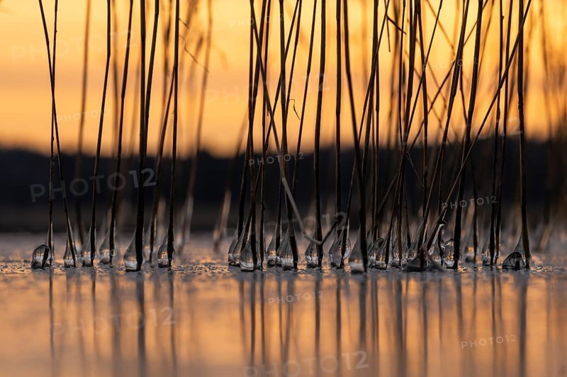 Iced drops on reed stalks, frozen lake, sunset, Finland