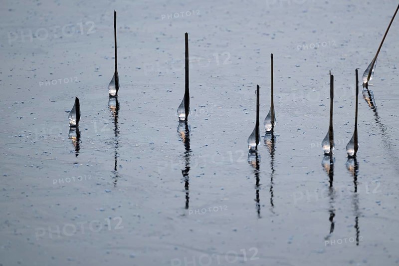 Iced drops on broken reed stalks, frozen lake, Finland
