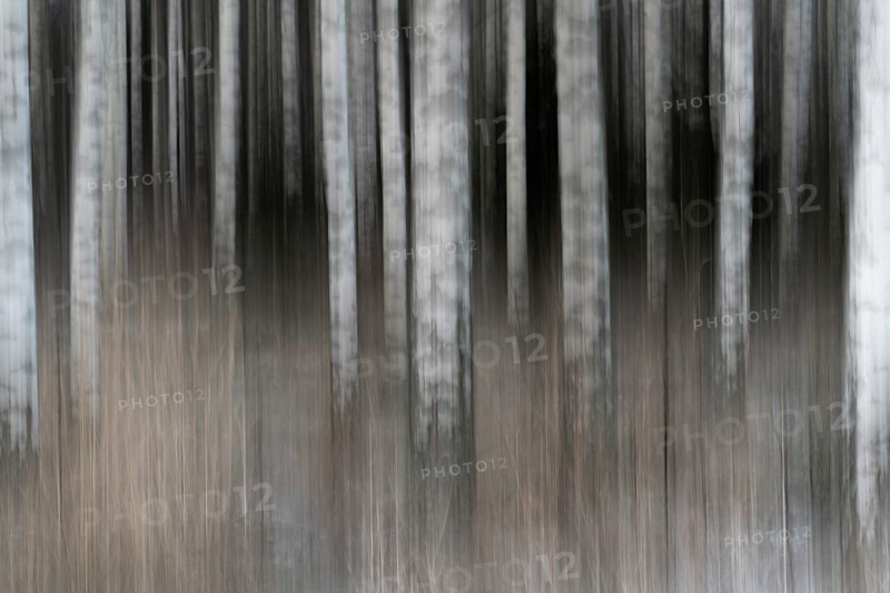Closely standing, white-black logs, birch forest in winter, forest, wiped pattern, FinlandNarrow standing, white-black logs, birch forest in winter, forest, wiped pattern, Finland