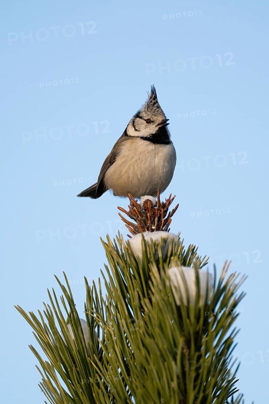 Crested Tit (Parus Scalloped ribbonfish) sitting on branch in pine tree (Pinus) in winter, Korpo or Korppoo, southern Finnish archipelago, Finland