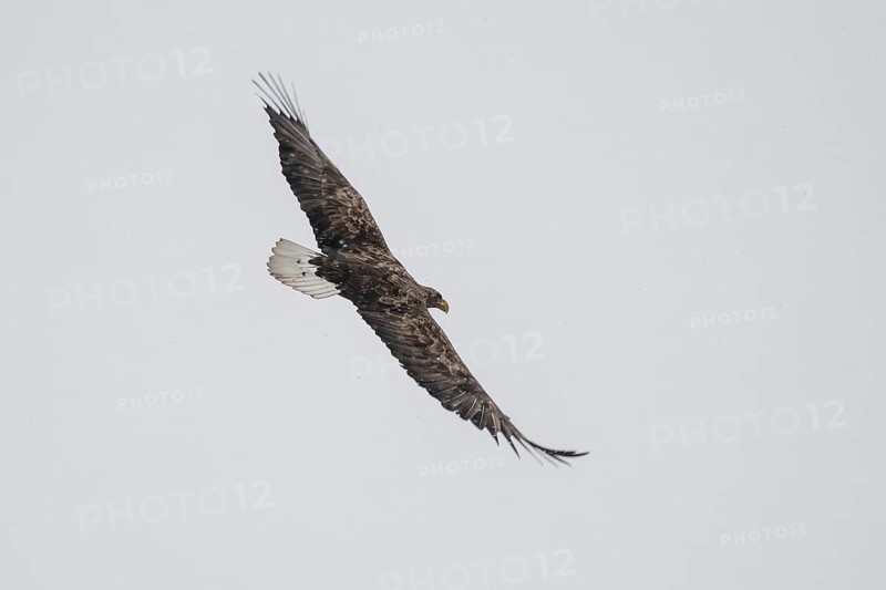 White-tailed eagle (Haliaeetus albicilla) in flight, Korpo or Korppoo, southern Finnish archipelago, Finland