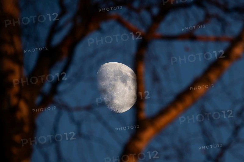 White waxing moon in the evening behind branches and trunk of a birch tree, dividing line between the day and night sides of the moon visible, Finland