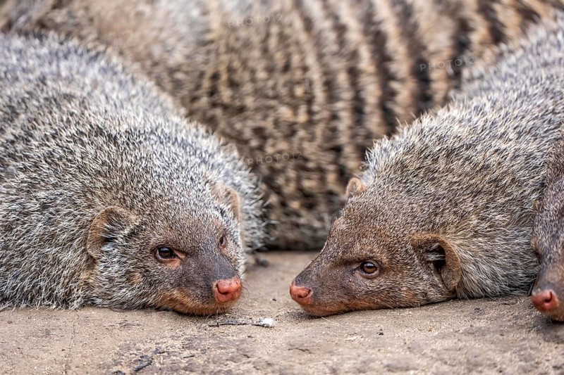 Zebra mongooses doze at lunchtime, live in associations of several dozen animals, live in Central and Southern Africa