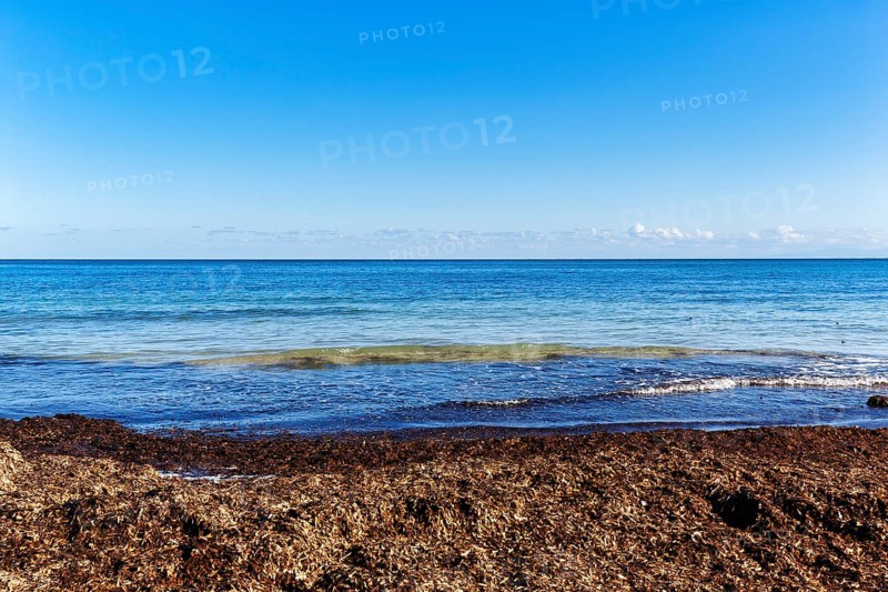 Turquoise sea, algae plague, seaweed carpet, washed seagrass, seaweed, Sargassum brown algae, empty horizon, Mondello seaside resort, Palermo, Sicily, Italy