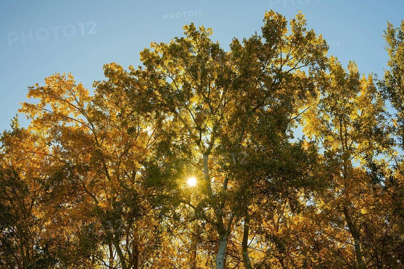 Autumn atmosphere, riparian forest, Lower Austria
