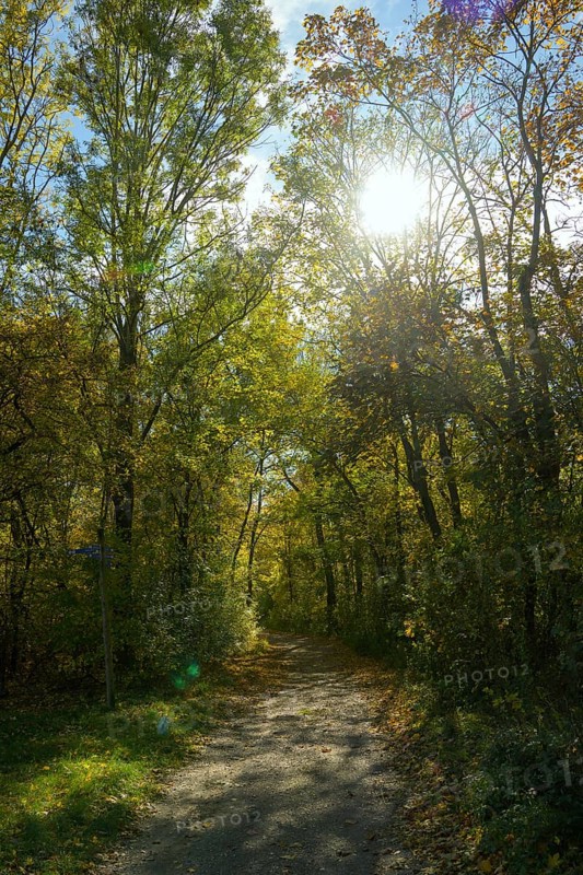 Riparian forest, sun, Lobau, hiking trail, Lower Austria