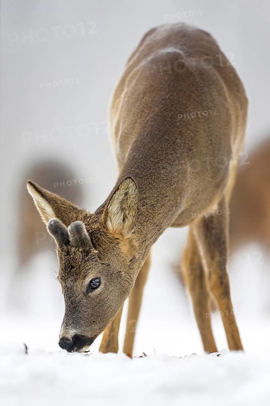 Roe deer (Capreolus capreolus) winter coat, foraging, portrait, snow and frost, leap, narrow deer, fawn, winter time, leaf hunting, hunting, hunter, buck, roebuck, Kiskunsag National Park, Hungary