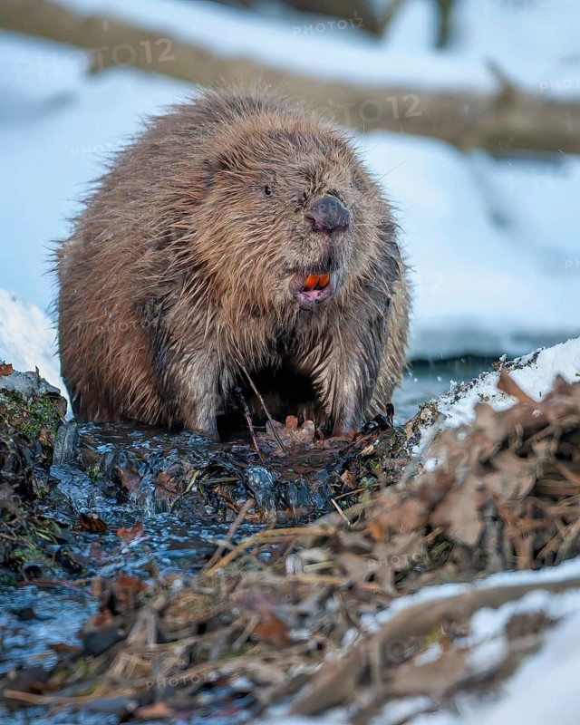 European beaver (Castor fiber) Eurasian beaver, frost and ice, foraging, Middle Elbe, heraldic animal, rodent, shallow water, lakes and rivers, biosphere reserve, nature park, beaver dam, dam, Middle Elbe, habitat, Middle Elbe river landscape, Elbe, Saxony-Anhalt, Germany