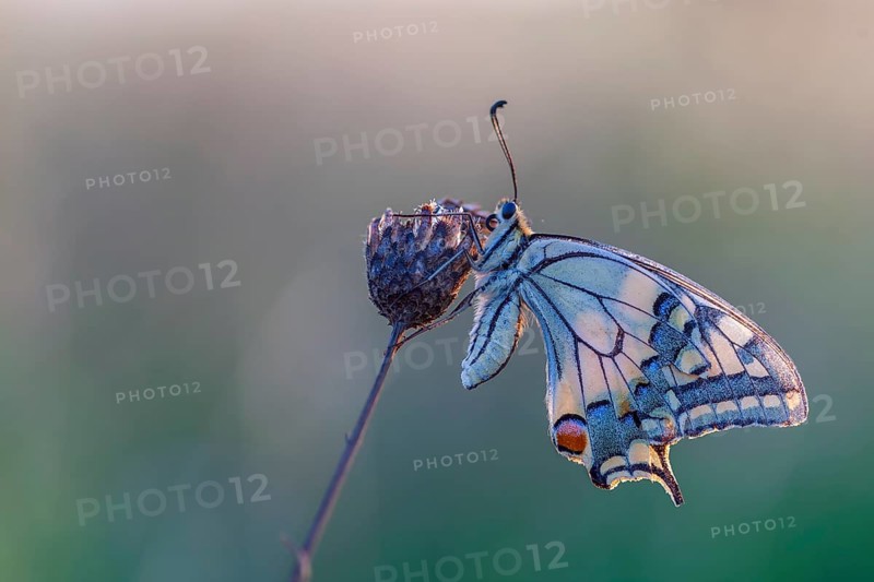 Swallowtail (Papilio machaon) Swallowtail butterfly, Knight butterfly, summer and warmth, natural spectacle, shallow water, lakes and rivers, biosphere reserve, nature park, Middle Elbe, Middle Elbe River Landscape, Elbe, Saxony-Anhalt, Germany