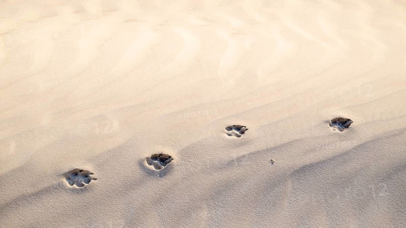 Traces in the sand, white sand dunes in the Khaluf Desert, Oman