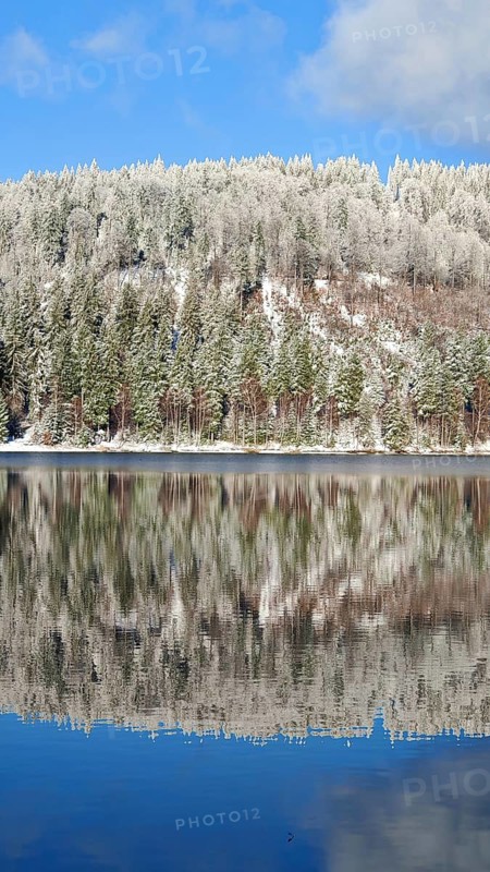 Snowy forest reflecting in a quiet lake on a clear winter day, Rennsteig, Thuringian Forest
