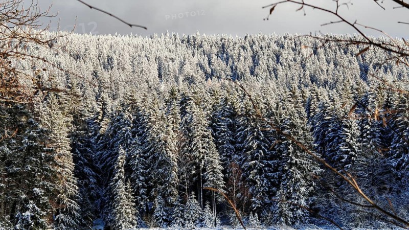 Sun-drenched, snow-covered winter forest, cold, clear atmosphere, Rennsteig, Thuringian Forest