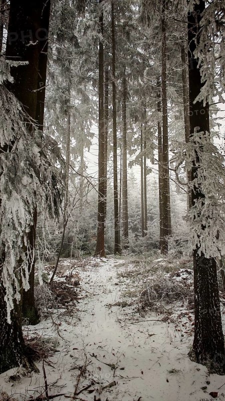 Tall, snow-covered trees in a quiet, wintry forest, Rennsteig, Thuringian Forest