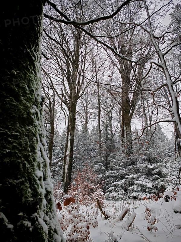 Snowy forest with still trees and a moss-covered trunk in the foreground, Rennsteig, Thuringian Forest