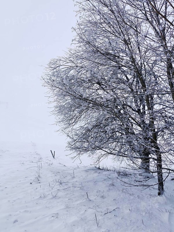 Lonely and snow-covered trees in a foggy winter landscape, Rennsteig, Thuringian Forest
