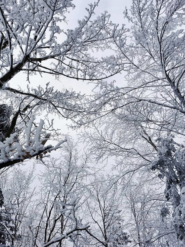 Snowy treetops stretch out into the quiet, wintry sky, Rennsteig, Thuringian Forest