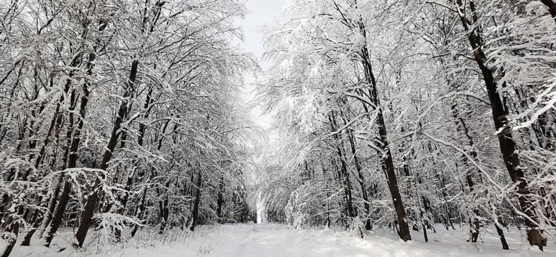 Dense forest trail nestled in heavy snow, quiet atmosphere, Franconian Forest