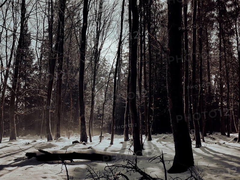 Wintery forest with snow-covered ground and long shades of trees, mystical, Rennsteig, Thuringian Forest
