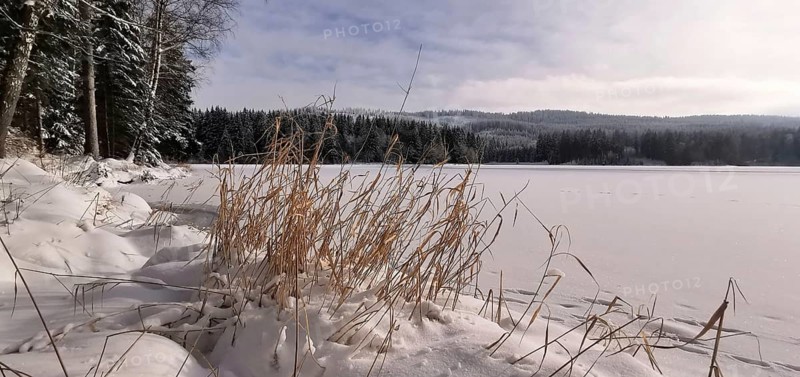 Snow-covered lakeside with reeds and surrounding forest in winter, Rennsteig, Thuringian Forest