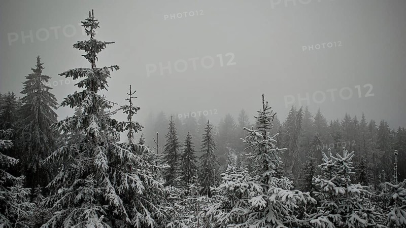 Snowy firs in a foggy forest create a mystical winter landscape, Rennsteig, Thuringian Forest
