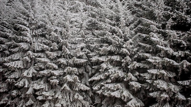 Detailed view of heavily snow-covered fir trees, showing the texture and density of the forest, Franconian Forest nature park Park