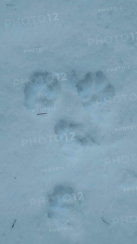 Animal paw tracks in fresh snow