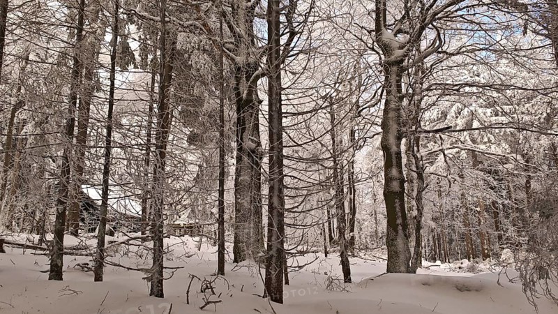 Snowy forest with trees and a hut, peace and peaceful winter atmosphere