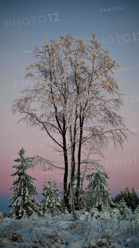 Snow-covered trees against pink sky at dusk, Rennsteig, Thuringian Forest