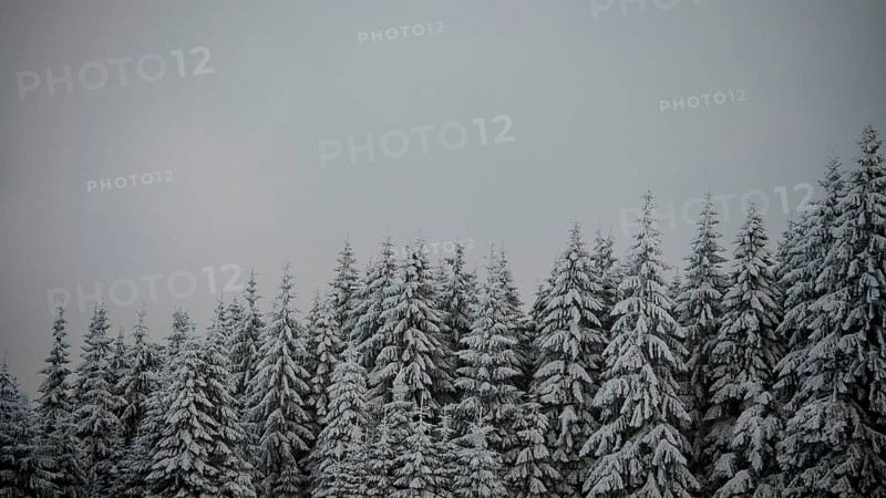 Snow-covered fir trees are huddled under a grey roof, Fichtelgebirge, Bavaria
