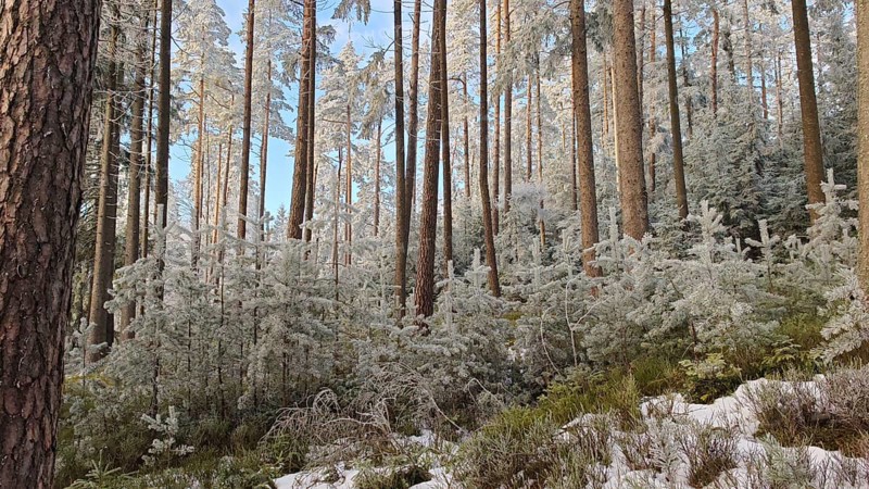 Snowy forest with tall trees under clear sky, quiet winter atmosphere, Fichtelgebirge, Bavaria