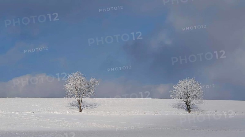 Two snowy trees on a snowy field under a blue sky, Franconian Forest