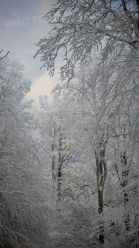Tender snow-covered trees reach up against the blue sky, Fichtelgebirge, Bavaria