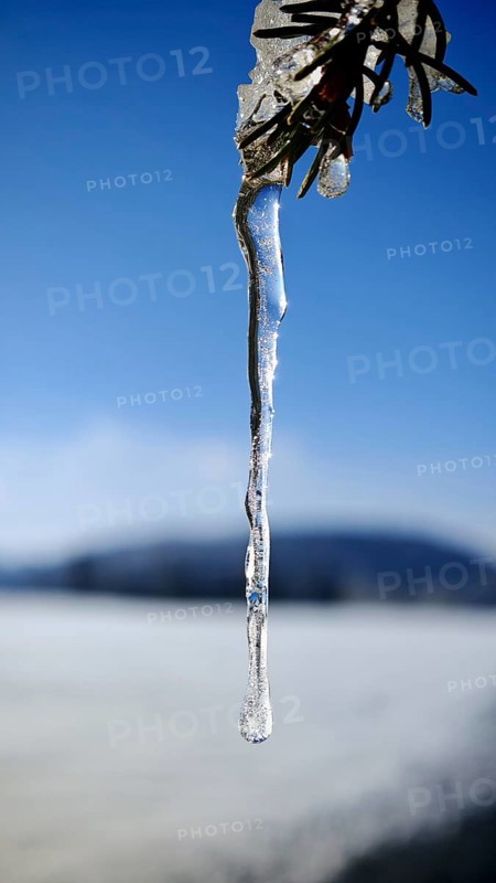Close-up of an icicle hanging from a branch, Fichtelgebirge, Bavaria