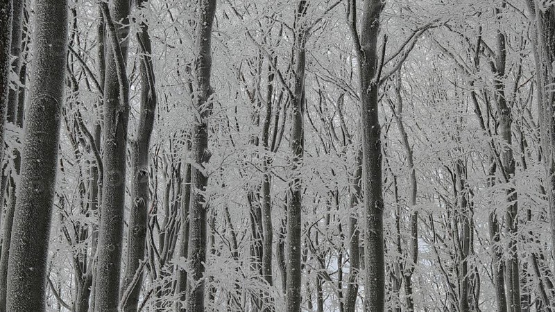 Branched forest in winter with densely snow-covered trees, mystical, Fichtelgebirge, Bavaria
