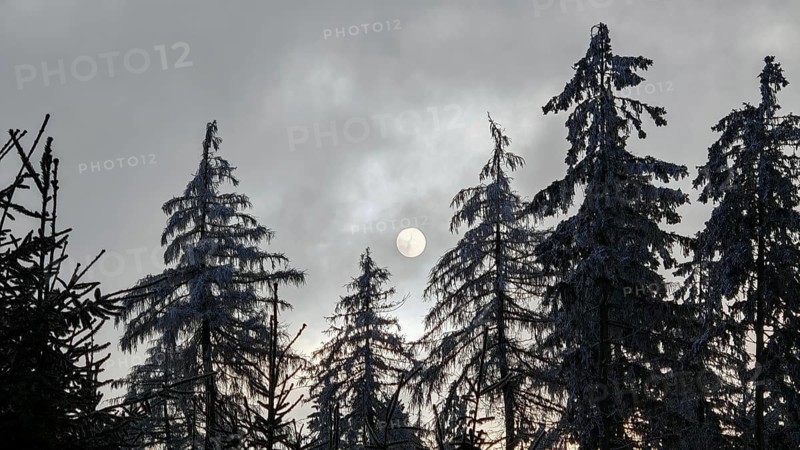 Snowy tree tops with sun silhouette on cloudy sky, Fichtelgebirge, Bavaria
