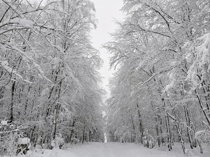 A quiet and snowy forest trail surrounded by tall, snow-covered trees, Rennsteig, Frankenwald nature park Park