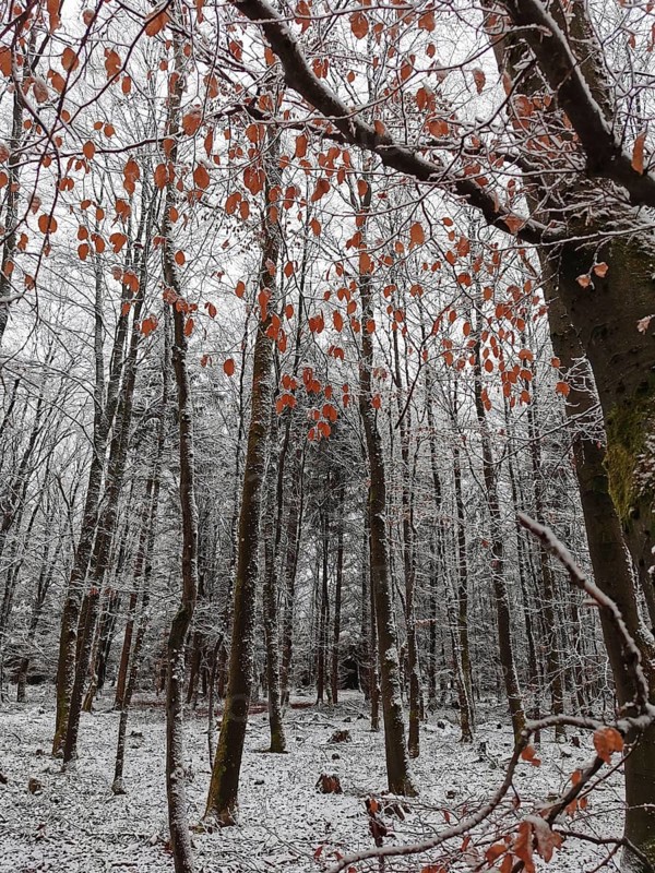 Autumn leaves and snow-covered trees create a strong visual contrast in the forest, Franconian Forest nature park Park