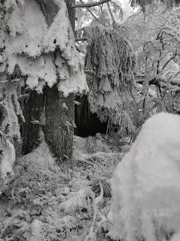Snowy trees and shrubs in a dense forest, Fichtelgebirge, Bavaria