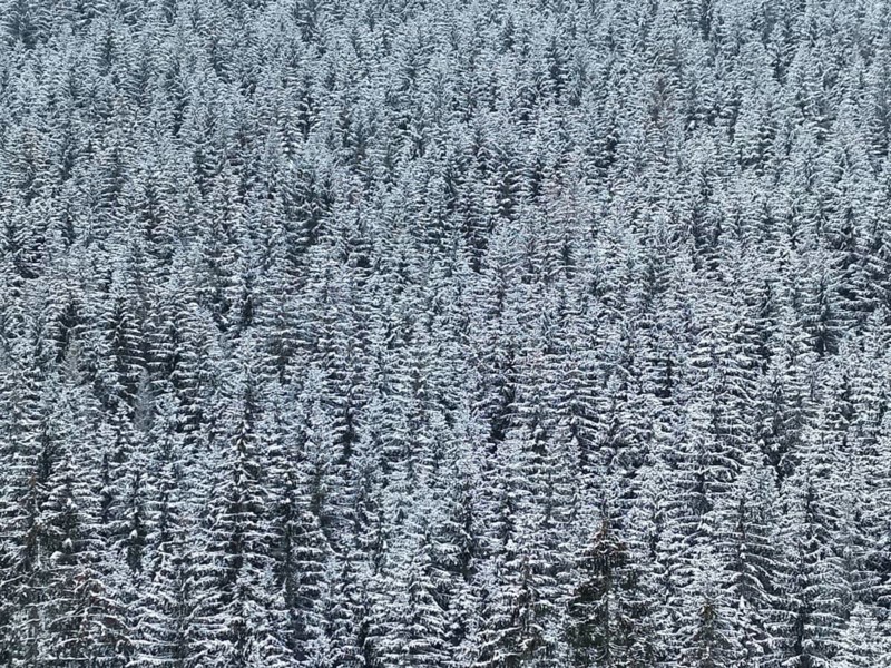 Dense snowpack on treetops of a large forest, peace and uniformity, Rennsteig, Thuringian Forest