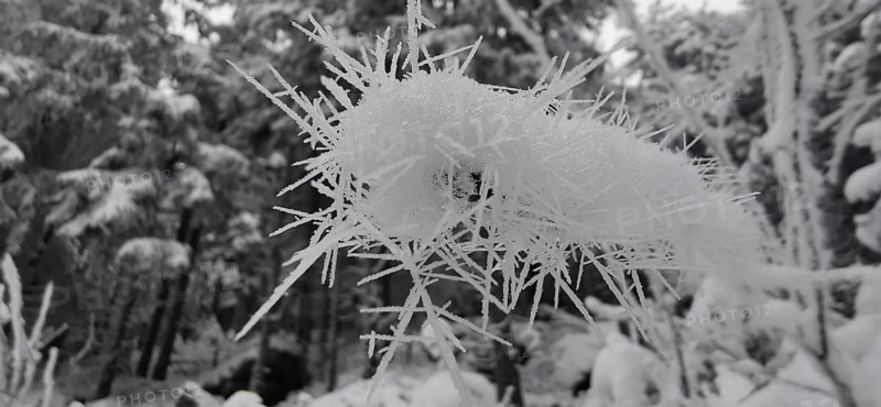 Frosty ice crystals in close-up with mystical effect in the forest, Fichtelgebirge, Bavaria