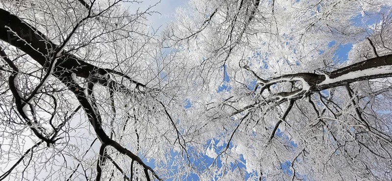 Snow-covered treetops rise up into the cold, blue winter sky, Rennsteig, Thuringian Forest