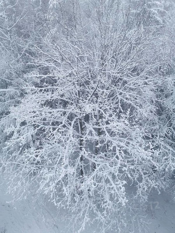 Snowy tree landscape with snow-covered branches, quiet winter atmosphere, Franconian Forest