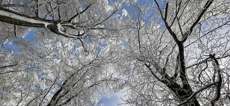 Snowy treetops stand out against a clear blue winter sky, Rennsteig, Thuringian Forest